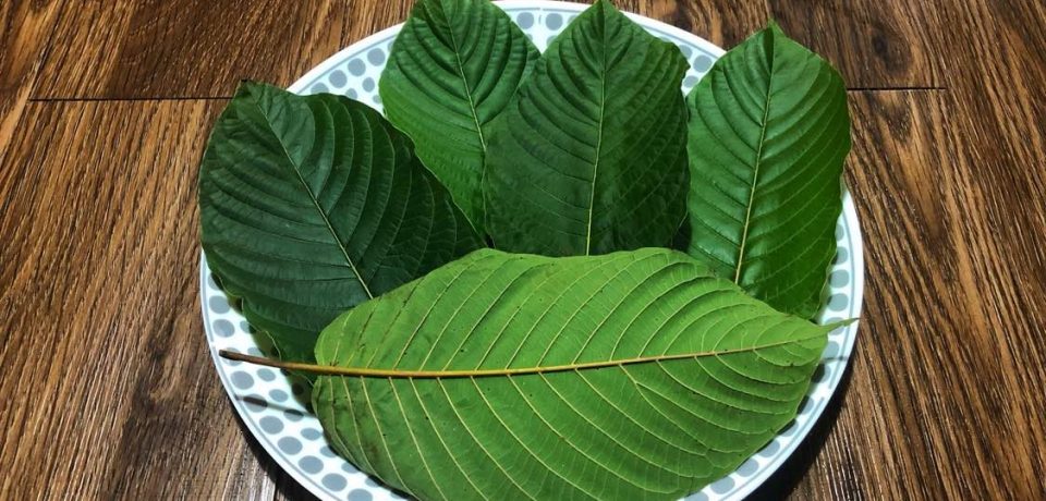 Exploring the Health Benefits of Kratom: What You Need to Know